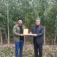 عرضه مستقیم نـهال صـنوبـر با ضمانت کیفیت