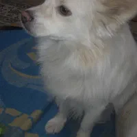 سگم گم شده مدت یک هفته پیش خیابان خلیلی همت آباد