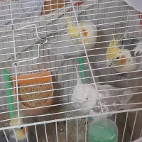 ۴ تا عروس هلندی(دوجفت|پرنده|تربت جام, میرقوام الدین|دیوار