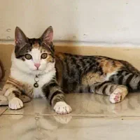 واگذاری