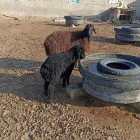 دوتا میش جوان خوب