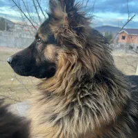 ژرمن اصلی و‌ ورک ژرمن|سگ|کلاردشت, |دیوار