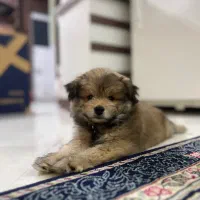 واگذاری سگ|سگ|مشهد, گوهرشاد|دیوار