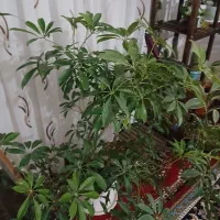 گل خیلی زیبا|گل و گیاه طبیعی|بجنورد, |دیوار