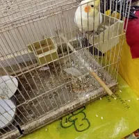 عروس هلندی|پرنده|یزد, |دیوار