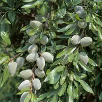 نهال بادام دیرگل پربار خوشه ای