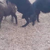 قوچ|حیوانات مزرعه|ارومیه, |دیوار