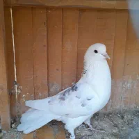 کبوتر پرشی و کوتوله برزیلی|پرنده|اصفهان, کوی امیریه|دیوار