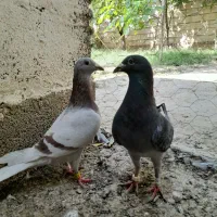 کبوتر|پرنده|گنبد کاووس, |دیوار