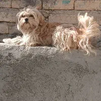 یه عدد پاپی ماده