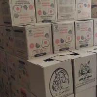 پخش و توزیع تخم مرغ