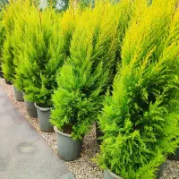 خدمات باغچه