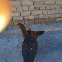 خروس لاری|حیوانات مزرعه|تربت‌حیدریه, بالا ولایت|دیوار