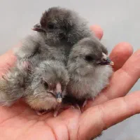 جوجه گلین طوسی یکروزه