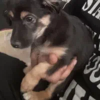 سگ اشپیتزو|سگ|فولادشهر, مسکن مهر فولادشهر|دیوار