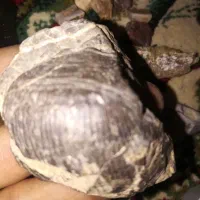 سنگ فسیلی صدف چینگهای با ارزش