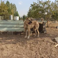 سگ سرابی نر|سگ|سقز, |دیوار