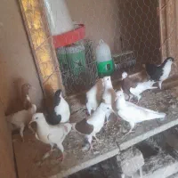 کفتر رنگه جوجه