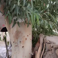 درخت اکالیپتوس فروشی|گل و گیاه طبیعی|هندمینی, |دیوار