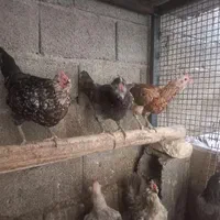 مرغ گلین طوسی دوتک لری