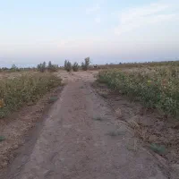 فروش زمین پسته|فروش دفتر صنعتی، کشاورزی، تجاری|کشکوئیه, |دیوار