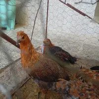 جوجه خروس|حیوانات مزرعه|شیراز, نصرآباد|دیوار