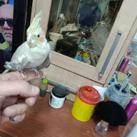 عروس ماده باقفس