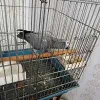 کاسکو سخنگو