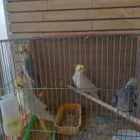 عروس هلندی معاوضه با آکواریم و فنج گلدین و غیره