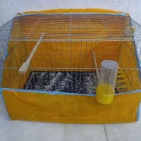 باسلام یه قناری نر مست مست پرتقالی جون