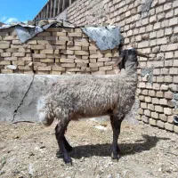 میش قصر