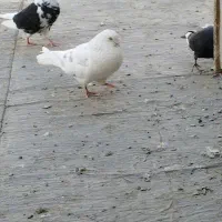 کبوتر رفتنی