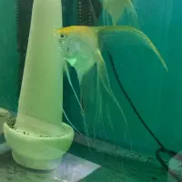 آنجل صدفی مولد|ماهی|تبریز, |دیوار