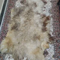 فروش پوست