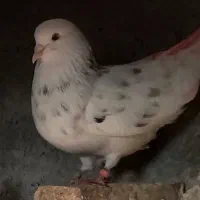 گمشده ی پاش شماره تلفن داره دوستان