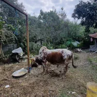 ورزا زری|حیوانات مزرعه|احمدسرگوراب, |دیوار