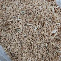 گندم میهن آبی