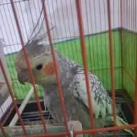 عروس هلندی|پرنده|داراب, |دیوار