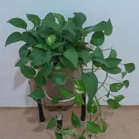 .گل|گل و گیاه طبیعی|فسا, |دیوار