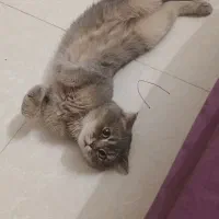 واگذاری گربه اسکاتیش فولد نر ۱ساله