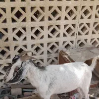 کهره جوان فروشی