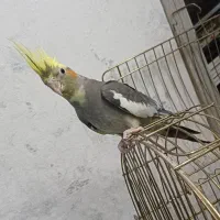 یه جفت عروس هلندی دستی با جوجه ماده دونه ۷۰۰
