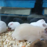 همستر های خوش رنگ|موش و خرگوش|کرج, کرج نو|دیوار