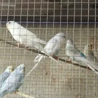 مرغ عشق|پرنده|کردیان, |دیوار