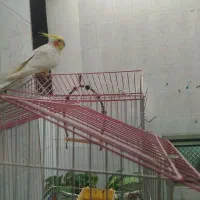 لوتینونر دستی سخنگو|پرنده|میبد, |دیوار