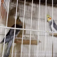 عروس سیامون نربالغ سه عدد|پرنده|تربت‌حیدریه, حسنی بالا|دیوار