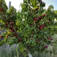 باغچه ۱۱۰۰ متری|فروش خانه و ویلا|رباط‌کریم, کاظم‌آباد|دیوار