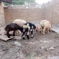 بره