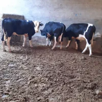 گوساله|حیوانات مزرعه|سیلاخور, |دیوار