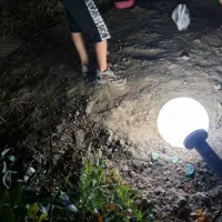 واگذاری خرگوش سفید